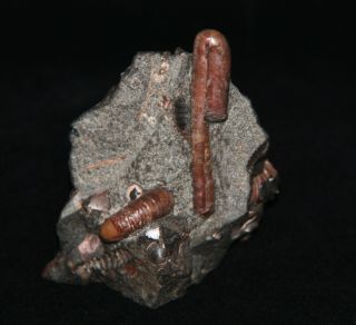 Ammonite rare Ptychoceras,  Nodosohoplites,  Acahanthoplites,  Fossil 3