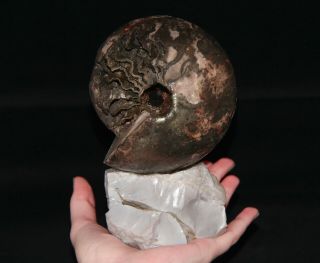 Paleoart Ammonite Cadochamoussetia Jurassic Callovian Russia Fossil