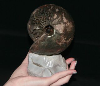 Paleoart Ammonite Cadochamoussetia Jurassic Callovian Russia Fossil 2