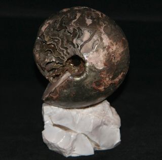 Paleoart Ammonite Cadochamoussetia Jurassic Callovian Russia Fossil 3