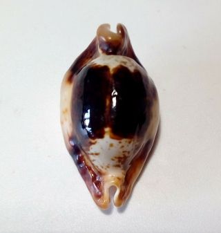 Shell Cypraea Stolida Niger & Rostrate N.  Caledonia 33,  9 Mm