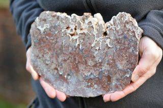 Large Cambrian Stromatolite Fossil Algae Polished Slice Australia Dga221