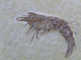 Aeger Tipularius Fossil Shrimp Jurassic Age Solnhofen Formation,  Germany Stand