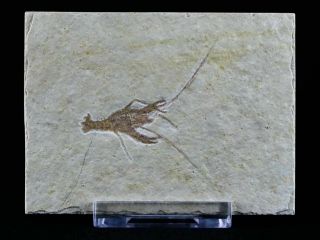 Eryma Modestiformisi Fossil Lobster Upper Jurassic Age Solnhofen,  Germany Stand
