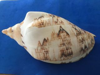Cymbiola Magnifica Large Australia Voluta Volute Shell Seashell F,  244mm