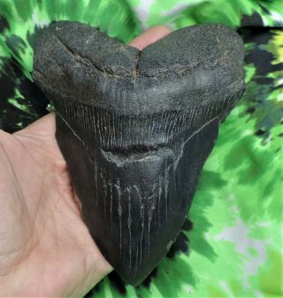 Megalodon Sharks Tooth 5 3/4  Inch No Restorations Fossil Sharks Teeth