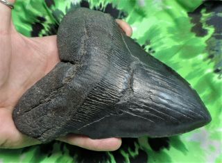 Megalodon Sharks Tooth 5 3/4  inch NO RESTORATIONS fossil sharks teeth 2