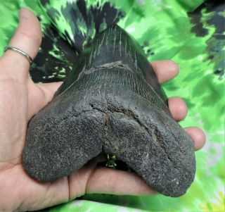 Megalodon Sharks Tooth 5 3/4  inch NO RESTORATIONS fossil sharks teeth 3