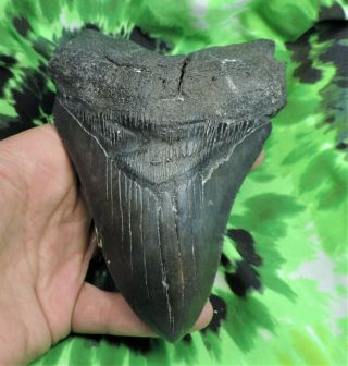 Megalodon Sharks Tooth 5 3/16  Inch No Restorations Fossil Sharks Teeth