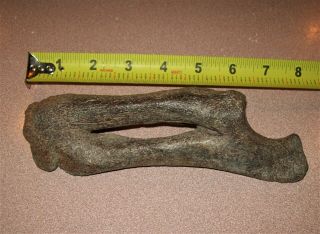 Fossil Dinosaur Reptile Complete Radius Ulna Arm Bone Rare Ancient Fossilized