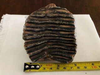 Juvenile Wooly Mammoth Tooth - Russia - Pleistocene - 10,  000 To 40,  000 Years Old
