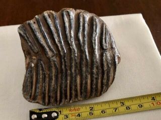 Juvenile Wooly Mammoth Tooth - Russia - Pleistocene - 10,  000 to 40,  000 Years Old 2