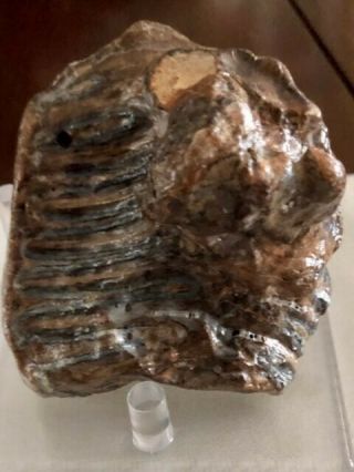 Juvenile Wooly Mammoth Tooth - Russia - Pleistocene - 10,  000 to 40,  000 Years Old 3