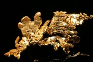 Native Gold Crystal Cluster DE MARIA MINE,  CALIFORNIA - Ex.  Barlow 3