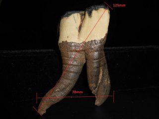 Tooth Of Woolly Rhinoceros Museum Quality Rhino Fossil