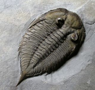 Dalmanites Limulurus - Silurian Trilobite Fossil - Rochester Shales,  York
