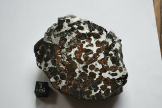 Meteorite Sericho,  Pallasite 277 Grams Endcut