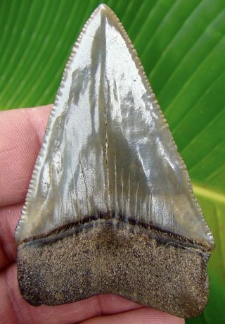 Great White Shark Tooth - Xxl 2 & 7/8 In.  - Real Fossils - 100 Natural