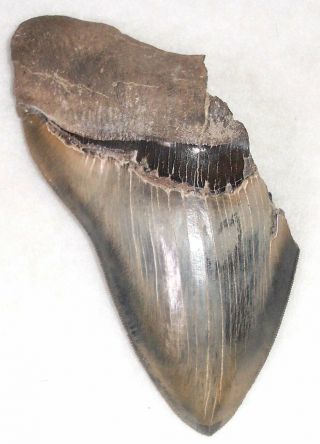 Razor - Sharply Serrated Almost 6 " Fossil Megalodon Shark Tooth