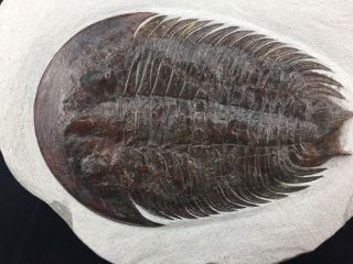 Stunning Dikelocephalina Brenchleyi Trilobite Fossil From Morocco (s5)