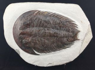 STUNNING DIKELOCEPHALINA BRENCHLEYI TRILOBITE FOSSIL FROM MOROCCO (S5) 2