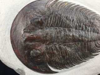STUNNING DIKELOCEPHALINA BRENCHLEYI TRILOBITE FOSSIL FROM MOROCCO (S5) 3