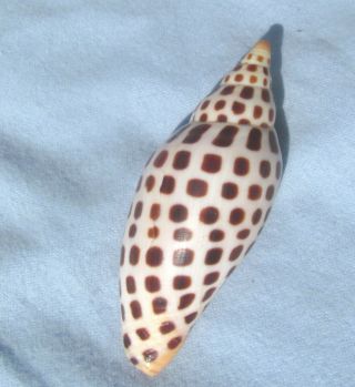 Scaphella Junonia 92mm Volute Voluta Seashell