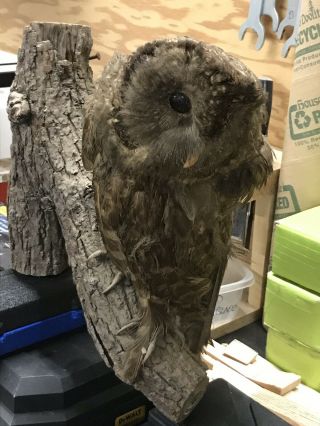 Vintage Taxidermy Tawny Owl Very Old