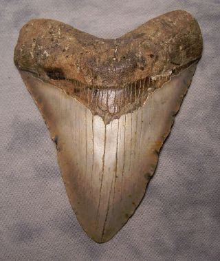 Megalodon Shark Tooth Fossil 5 1/4 " Shark Teeth Extinct Jaw Meg Teeth Megladon