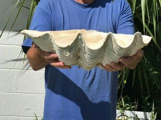 Giant Clam Seashell Shell Real Tridacna 21x 13 X 9 Inches,  24lb.