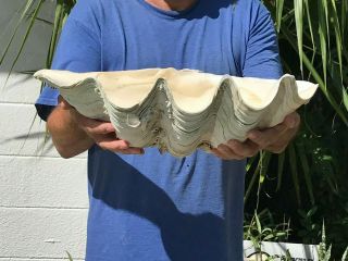 Giant Clam Seashell Shell Real Tridacna 21x 13 x 9 inches,  24LB. 2