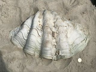 Giant Clam Seashell Shell Real Tridacna 21x 13 x 9 inches,  24LB. 3