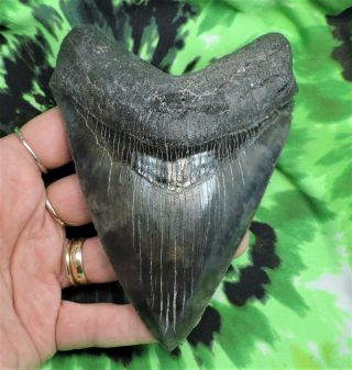 Megalodon Sharks Tooth 5 1/16  Inch Fossil Sharks Teeth Tooth