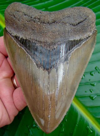 Megalodon Shark Tooth Over 4 & 13/16 - Superior Quality - No Restorations