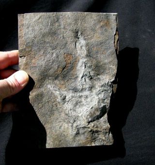 Extinctions - Large Grallator Dinosaur Track Fossil - Cool And Affordable