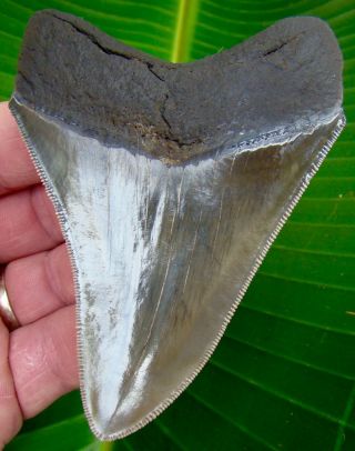 Megalodon Shark Tooth 3 & 13/16 - Museum Grade - Real Fossil - No Restorations