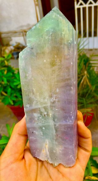 2353 C.  T Top Quality Terminated Bi Color Kunzite Crystal @Afghanistan 2
