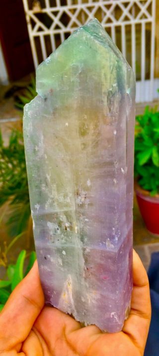 2353 C.  T Top Quality Terminated Bi Color Kunzite Crystal @Afghanistan 3