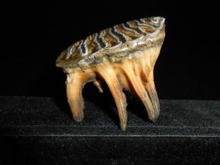 Fossil Tooth Woolly Mammoth Baby！with Great Roots Preserved！！！pleistocene