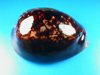 Cypraea Mauritiana,  Very Dark Color,  92.  0mm,  Hawaii Shell