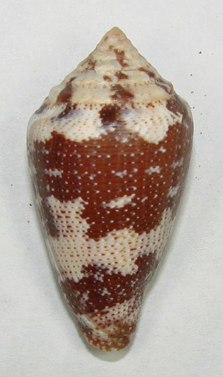 Conus Monicae 47.  31mm Choice Very Rare Species Malmok,  Aruba,  Na