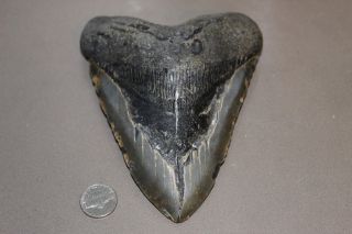 Megalodon Fossil Giant Shark Teeth Natural Large 6.  17 " Huge Tooth