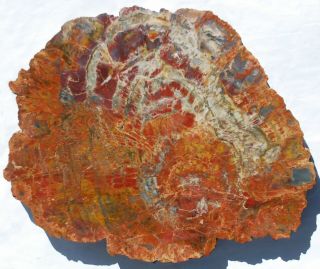 Very Large,  Colorful,  Polished Arizona Petrified Wood Round