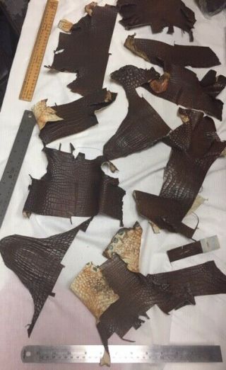 Alligator Skin Hide Vintage Brown Semi Shine Accessories Crafts Lot2