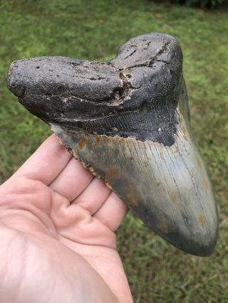 Massive 6.  55” Megalodon Tooth Fossil Shark Teeth Over 1.  25 Pounds 2