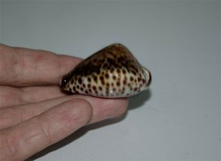 Seashell Cowrie Cypraea teulerei Unique Humped 50.  3 mm Gem 2