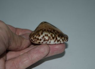Seashell Cowrie Cypraea teulerei Unique Humped 50.  3 mm Gem 3