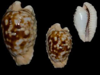 Seashell Cypraea Coronata Coronata " Pumba " Best Of The Best 29.  6 Mm.  Gem