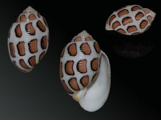 Seashell Punctacteon Eloiseae Dark Specimen Fantastic Big 30.  5 Mm