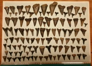 Lot104 Fossil Mako Shark Cosmopolitodus Hastalis Tooth Antwerp Belgium 1 - 7 Cm